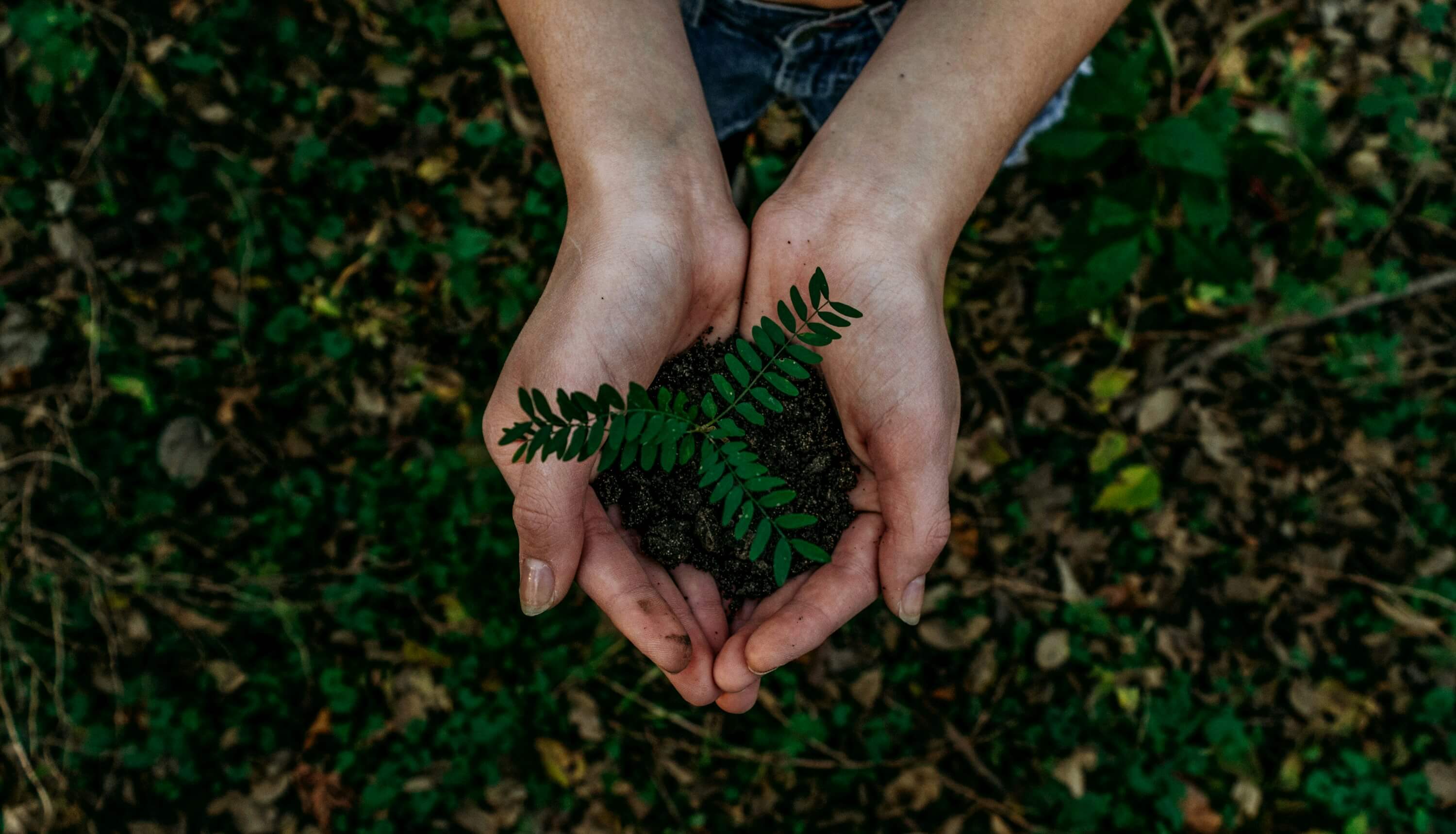 Kahikatea Eco Hub: Driving Sustainable Packaging for NaturalPak and Beyond